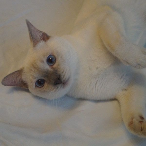 Ferdinand photo #4