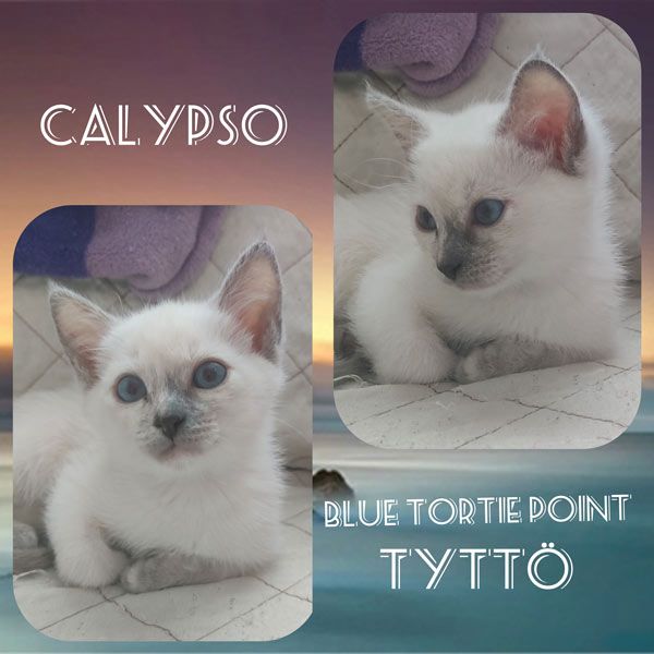 Calypso
