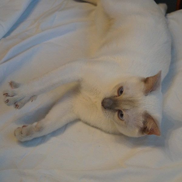 Ferdinand photo #2