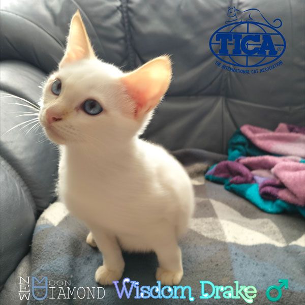 Wizzy1