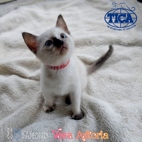 Vera Astoria1