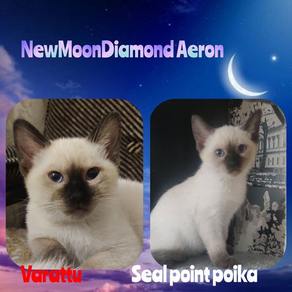 Aeron