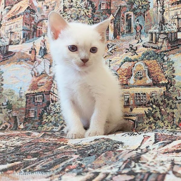 Ferdinand photo #1