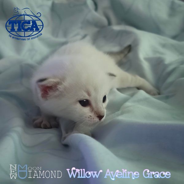 Willow1