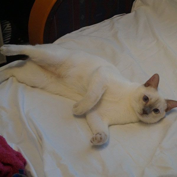 Ferdinand photo #3